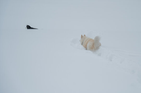 A Samoyed dog runs through the snow.