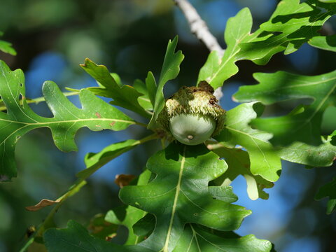 Bur Oak Acorn (Quercus macrocarpa) with Fringed Cup and Green Leaves Against Blue Sky in Colorado