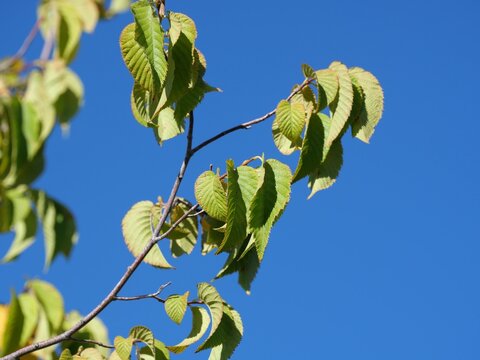 American Hophornbeam (Ostrya virginiana) Green Leaves Against Clear Blue Sky in Colorado