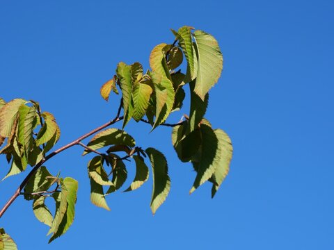 American Hophornbeam (Ostrya virginiana) Leaves Turning Yellow Against Clear Blue Sky in Colorado