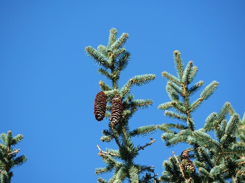 Mature Cones of Weeping Norway Spruce (Picea abies 'Pendula') Against Clear Blue Sky in Colorado