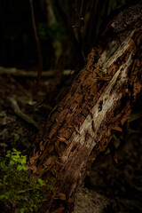 Fototapeta premium old tree trunk