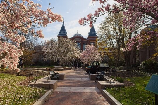 Views of Magnolia Trees around the Museums in Spring in Washington DC