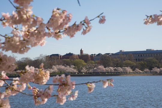 Views of Cherry Blossom Trees around the Tidal Basin in Spring in Washington DC