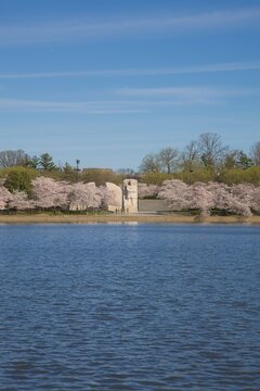 View of the Martin Luther King Memorial Monument in Spring with Cherry Blossoms in Full Bloom