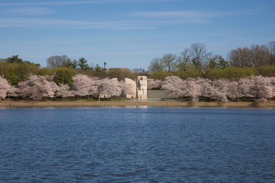View of the Martin Luther King Memorial Monument in Spring with Cherry Blossoms in Full Bloom