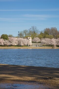 View of the Martin Luther King Memorial Monument in Spring with Cherry Blossoms in Full Bloom