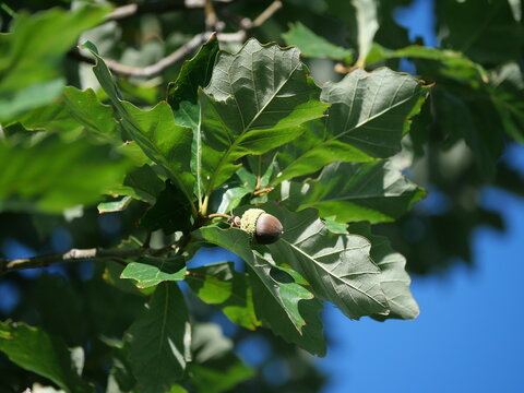 Scarlet Oak Acorn (Quercus coccinea) Surrounded by Deeply Lobed Green Leaves in Colorado