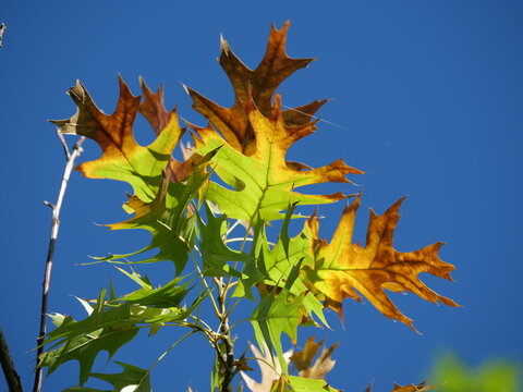 Backlit Scarlet Oak Leaves (Quercus coccinea) Turning Yellow and Brown Against Blue Sky in Colorado