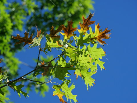 Sunlit Scarlet Oak Leaves (Quercus coccinea) Showing Early Autumn Colors Against Blue Sky in Colorado