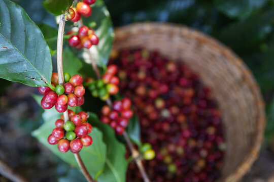 Coffee Cherries on a Branch with a Harvest Basket in Northern Thailand