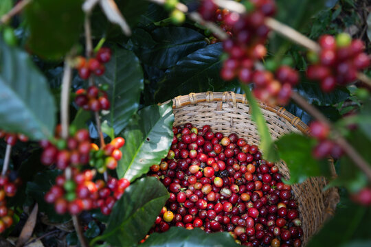 Coffee Cherries on a Branch with a Harvest Basket in Northern Thailand
