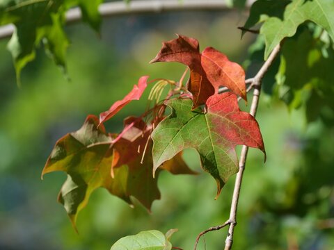 Sugar Maple (Acer saccharum) Leaves Turning Red and Green in Early Autumn in Colorado