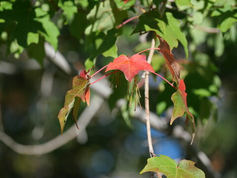 Red Sugar Maple Leaves (Acer saccharum) Showing Early Autumn Color in Colorado