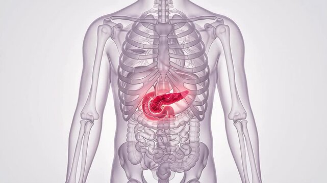 3D medical animation showing an inflamed glowing red pancreas inside the human body anatomy with skeletal and digestive systems.
