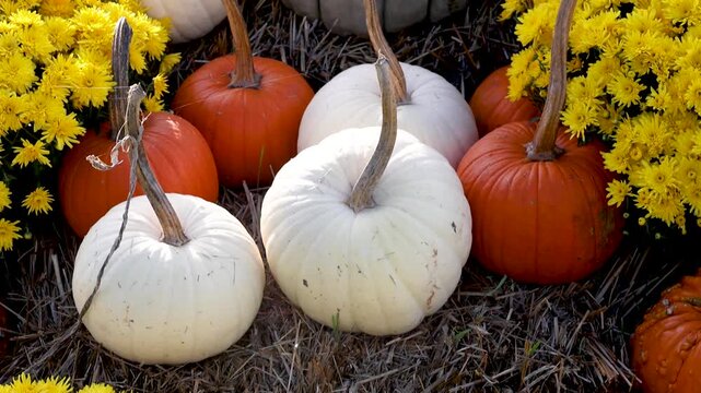 Colorful autumn pumpkin and gourd decoration