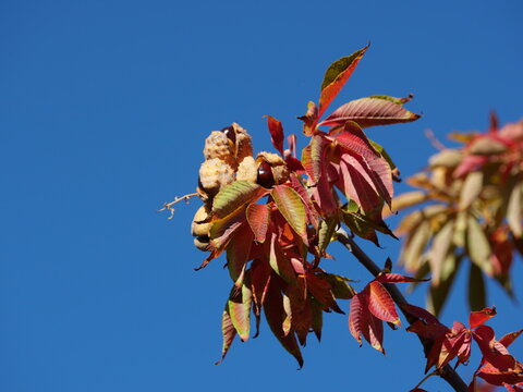 Ohio Buckeye (Aesculus glabra) Open Fruit Revealing Brown Seed Against Blue Sky in Colorado