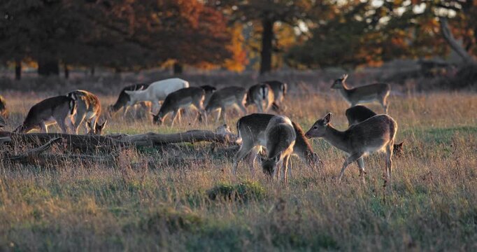 Fallow deer herd grazing in a sunlit autumn meadow at golden hour, peaceful and scenic in their natural woodland-edge habitat, warm late-afternoon light and grasses surrounding