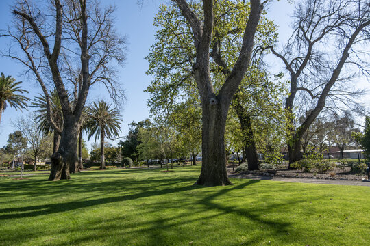 Mature deciduous trees cast dappled shadows across a manicured green lawn in the historic Horsham Botanic Gardens, Victoria, Australia. Peaceful green space, established parkland&nbsp;and local attraction