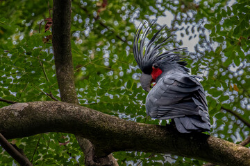 An impressive and detailed wildlife portrait of a Palm Cockatoo © Riadi