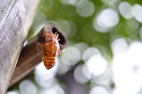 Empty cicada shell clinging to a tree trunk
