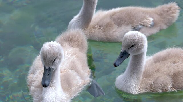 Fluffy Mute Swan Cygnets Swimming Together in Clear Lake Water