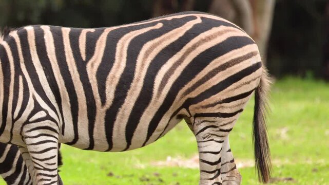 Close Up of Zebra Body and Striped Pattern Grazing Outdoors