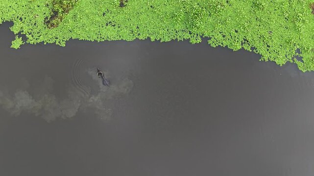Aerial view of water buffalo swimming in river near Kalurghat with green vegetation on the bank in Chattogram, Chittagong Division, Bangladesh.