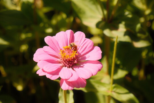 pink zinnia flower with bee