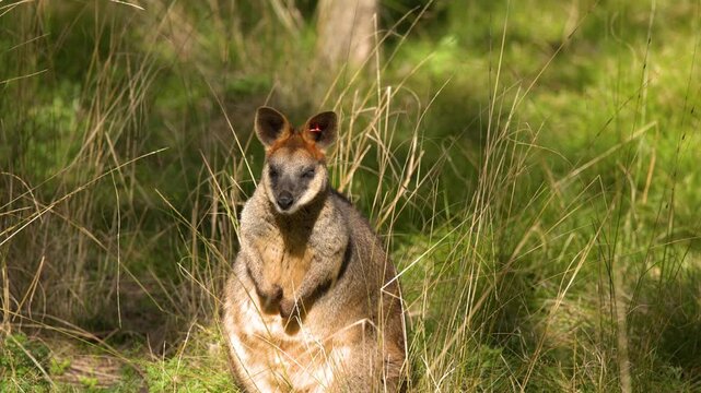 Australian Swamp Wallaby Standing in Tall Bushland Grass
