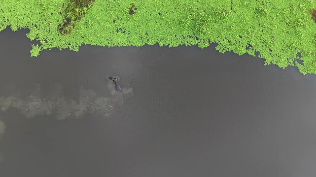 Aerial view of a water buffalo swimming through the murky waters of the river near the green banks of Kalurghat in Chattogram, Chittagong Division, Bangladesh.