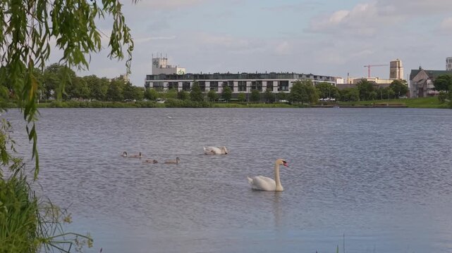 Footage of Kolding Lake featuring a swan family with cygnets and ducks in the foreground, while the peaceful daily life and waterfront of Kolding unfold in the background.