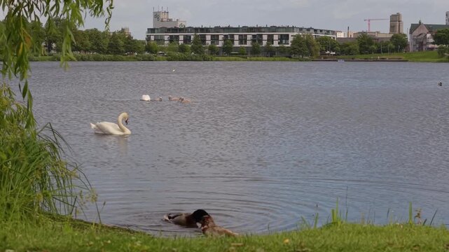 Footage of Kolding Lake featuring a pair of swans with their cygnets and ducks in the foreground, surrounded by calm water and peaceful Danish nature.