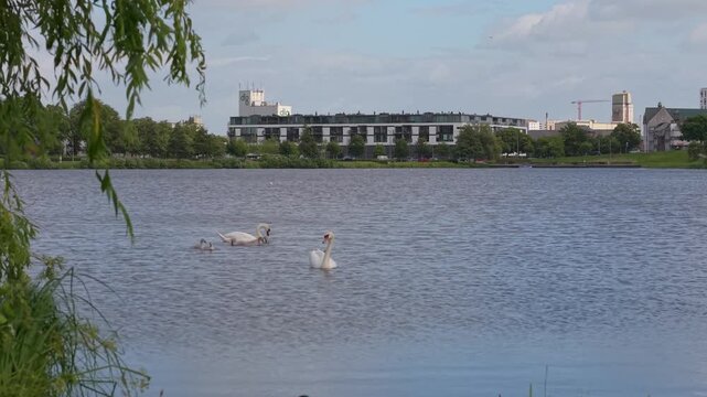 Peaceful footage of a swan family and ducks on Kolding Lake, with Kolding&rsquo;s waterfront, buildings, and everyday city life creating a beautiful urban nature backdrop.