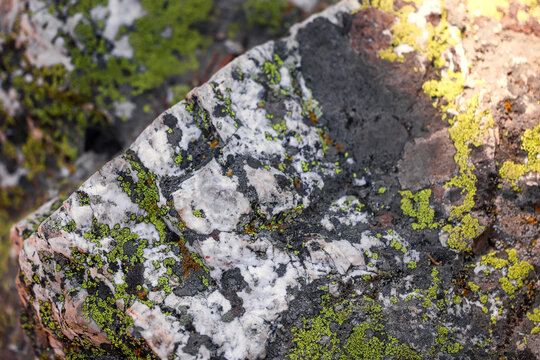 Close-Up Green Map Lichen Growing on Granite Rock in Rocky Mountain National Park, Colorado