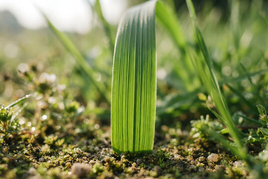 &bull;	Close-up ground-level macro view of the parallel vertical veins on a single blade of grass