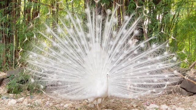 white peacock dancing and walking gracefully with full feathers open, rare peacock mating dance and turning around near bamboo trees in the city