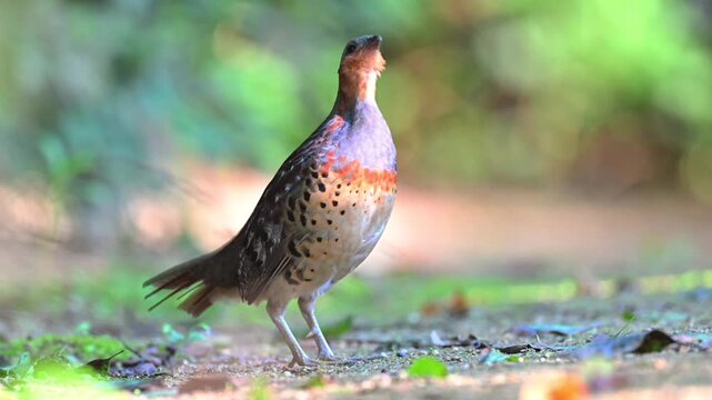Rufous Throated Partridge Standing On Ground Calling Out Horizontal Stock Footage