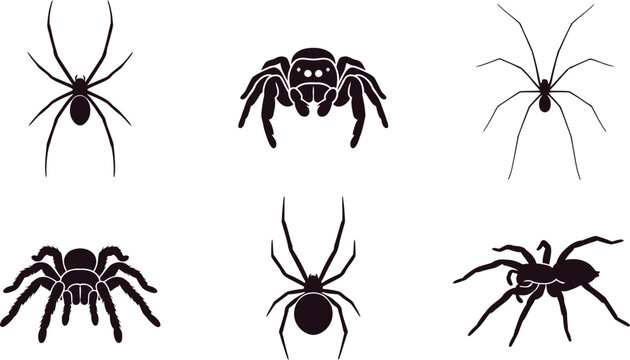 Spider species icons set tarantula black widow jumping spider vector silhouette