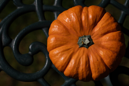 A close-up of a small orange pumpkin resting on an ornate green metal trellis.