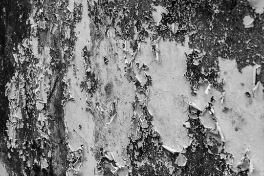 A black-and-white photo of peeling paint and weathered texture on a dirty wall, resembling a grunge effect; suitable as a background or 3D asset texture for digital imaging.