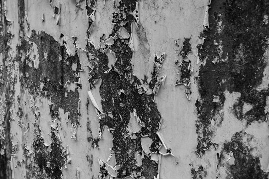 A black-and-white photo of peeling paint and weathered texture on a dirty wall, resembling a grunge effect; suitable as a background or 3D asset texture for digital imaging.