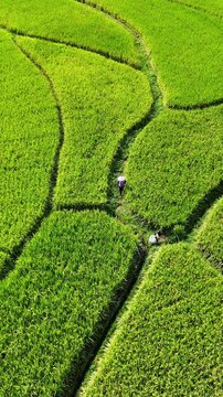 Vertical Video: A farmer walking on a curved path through patchwork green rice paddies.