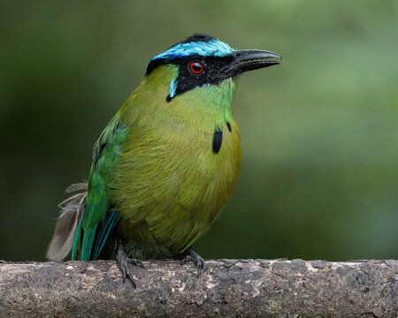 Andean Motmot (Momotus aequatorialis) perched on a log in Andean cloud forest, Colombia