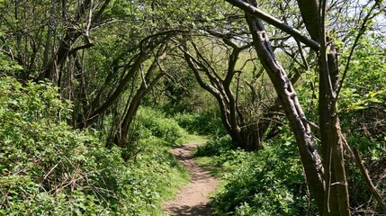 Fototapeta premium Wooded Path with Overhanging Branches