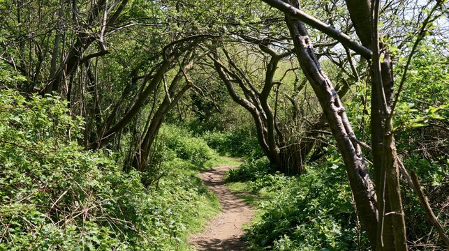Wooded Path with Overhanging Branches
