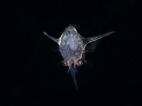 Transparent crab zoea larva drifting in blackwater at night