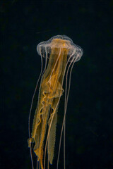 Elegant Indonesian Sea Nettle Jellyfish Drifting in Blackwater at Night © Leon Burda
