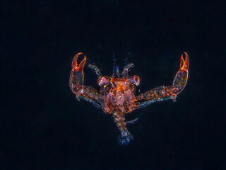 Transparent crab megalopa larva drifting in open blackwater at night © Leon Burda