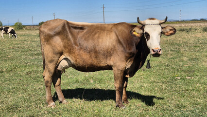 A brown dairy cow with horns, a white face, and a neck bell stands grazing in a sunny green pasture with another cow in the background. © aura